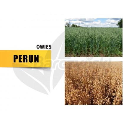 Owies PERUN - kwalifikowany materiał...