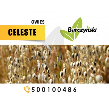 Owies CELESTE - materiał siewny...
