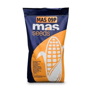 Nasiona kukurydzy Maisadour...