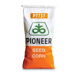 Nasiona kukurydzy Pioneer™...