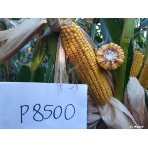 Nasiona kukurydzy Pioneer™... 2