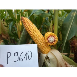 Nasiona kukurydzy Pioneer™... 2