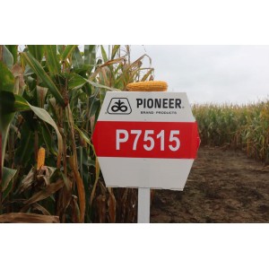Nasiona kukurydzy Pioneer™... 2